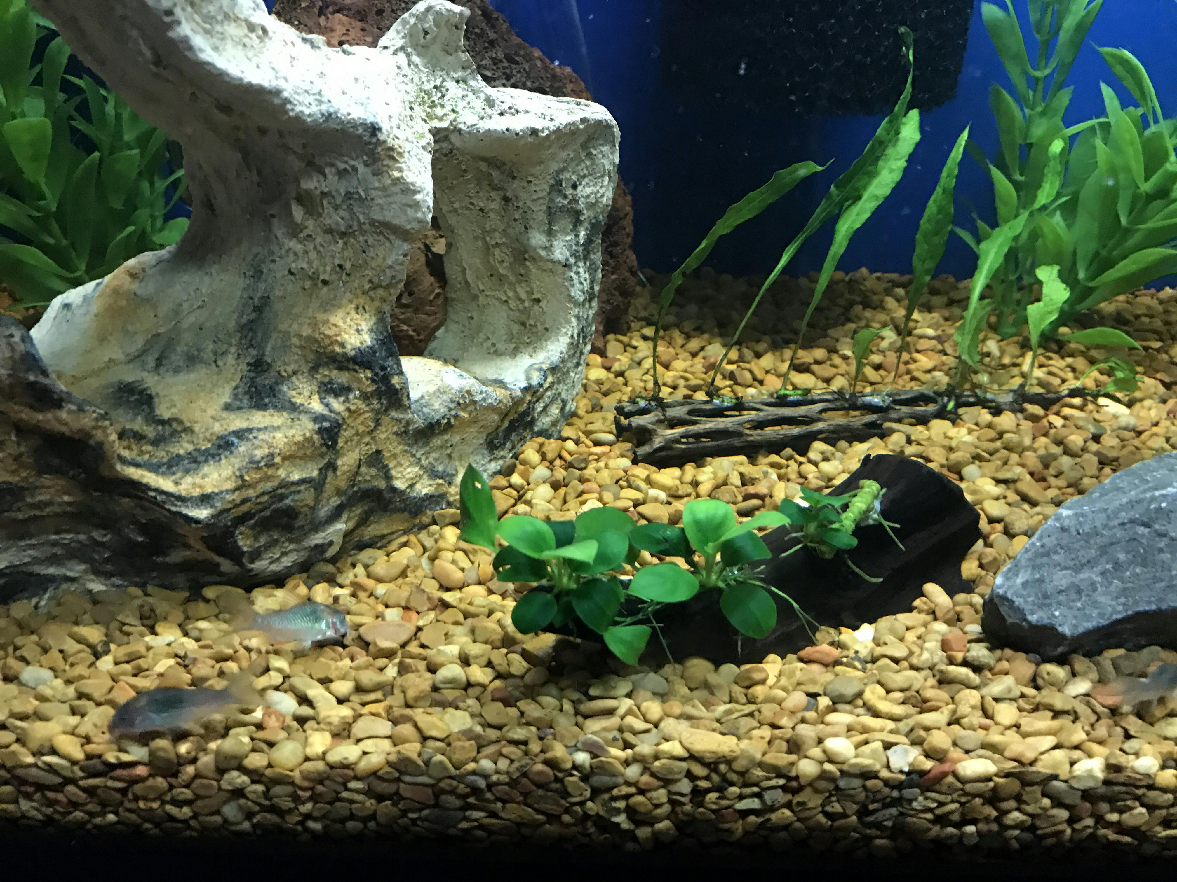 Aquarium CoOp Super Glue Gel